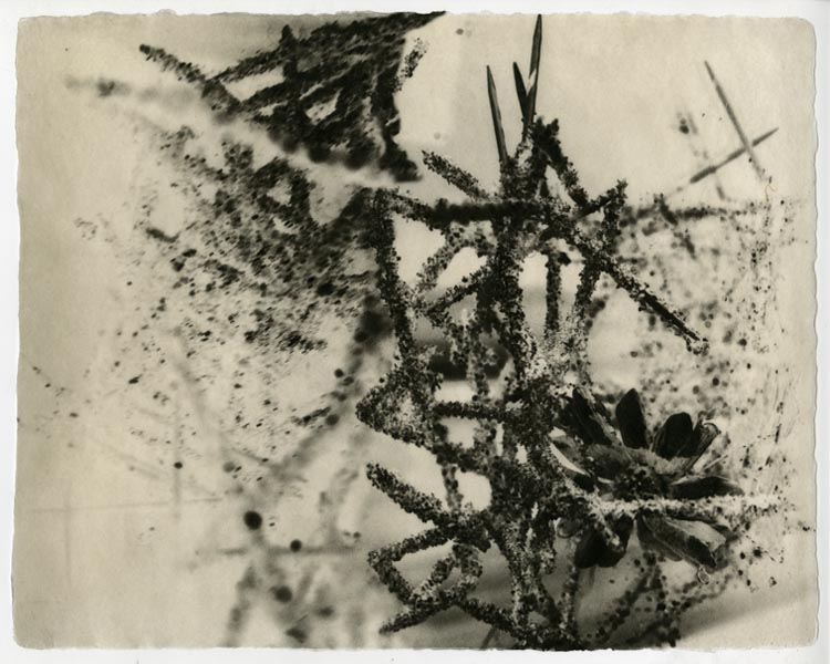 Kiki Smith Fog